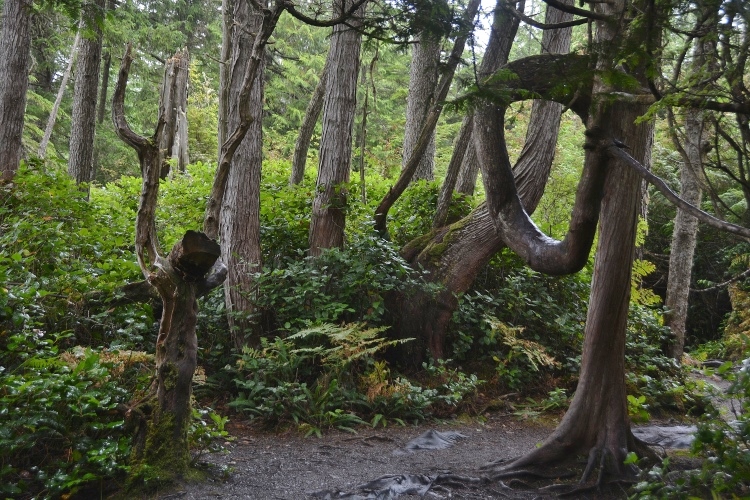 gnarled trees